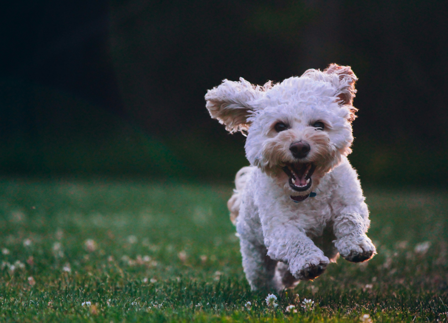 The pet economy is powered by love